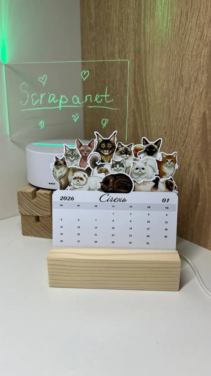 Котики